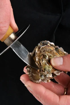 Ostronkniv med skydd, trähandtag - Déglon
