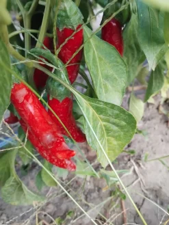 Paprikapulver, Szegedi, 40 g - The Pepper Quest