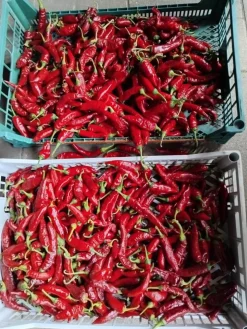 Paprikapulver, Szegedi, 40 g - The Pepper Quest