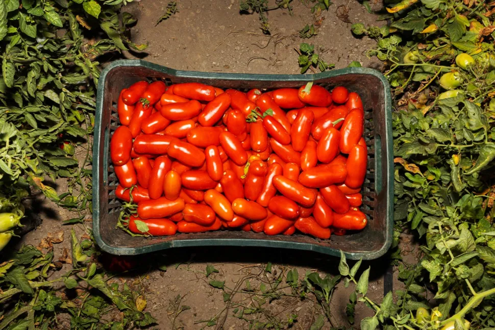 San Marzano-tomater DOP, 420g - Casa Marrazzo