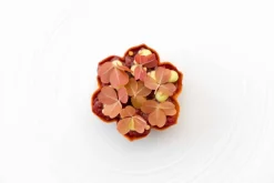 Silikonform, Flora Tartelette Mold - Moldbrothers
