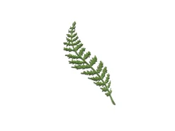 Silikonform, Yarrow Tuille Mold - Moldbrothers