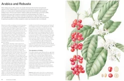 The World Atlas of Coffee, 3rd Edition - James Hoffmann
